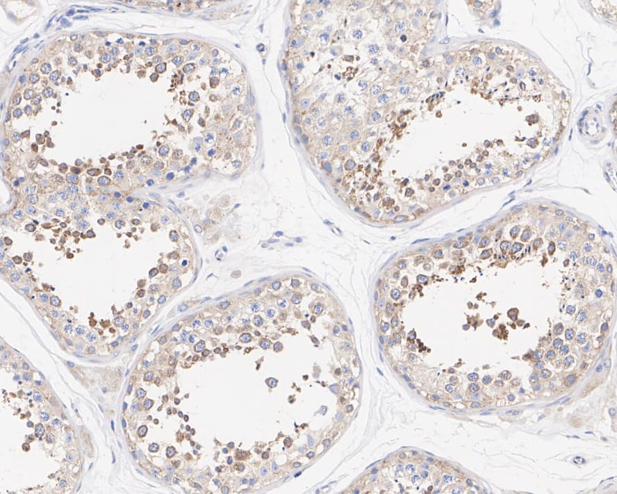 Immunohistochemistry: PACT Antibody (PSH02-14) [NBP3-32705] - Immunohistochemical analysis of paraffin-embedded human testis tissue with Rabbit anti-PACT antibody (NBP3-32705) at 1/1,000 dilution. The section was pre-treated using heat mediated antigen retrieval with Tris-EDTA buffer (pH 9.0) for 20 minutes. The tissues were blocked in 1% BSA for 20 minutes at room temperature, washed with ddH2O and PBS, and then probed with the primary antibody (NBP3-32705) at 1/1,000 dilution for 1 hour at room temperature. The detection was performed using an HRP conjugated compact polymer system. DAB was used as the chromogen. Tissues were counterstained with hematoxylin and mounted with DPX.