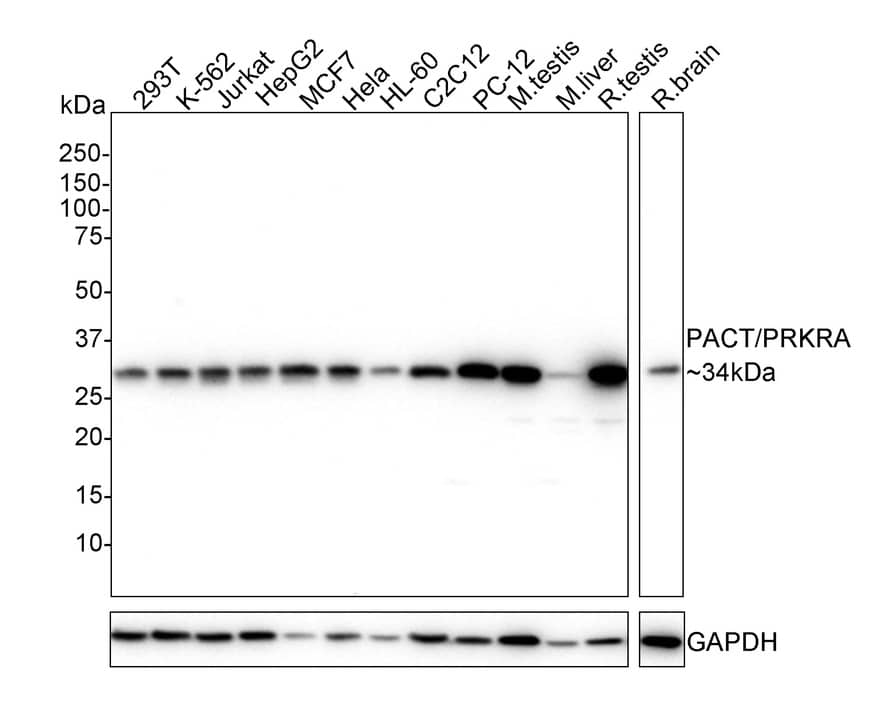 Western Blot: PACT Antibody (PSH02-15) [NBP3-32706] - Western blot analysis of PACT on different lysates with Rabbit anti-PACT antibody (NBP3-32706) at 1/1,000 dilution. Lane 1: 293T cell lysate Lane 2: K-562 cell lysate Lane 3: Jurkat cell lysate Lane 4: HepG2 cell lysate Lane 5: MCF7 cell lysate Lane 6: Hela cell lysate Lane 7: HL-60 cell lysate Lane 8: C2C12 cell lysate Lane 9: PC-12 cell lysate Lane 10: Mouse testis tissue lysate Lane 11: Mouse liver tissue lysate Lane 12: Rat testis tissue lysate Lane 13: Rat brain tissue lysate Cell lysates: 20ug/lane, tissue lysates: 40ug/lane Predicted band size: 34 kDa Observed band size: 34 kDa Exposure time: 1 minutes 2 seconds; 4-20% SDS-PAGE gel. Proteins were transferred to a PVDF membrane and blocked with 5% NFDM/TBST for 1 hour at room temperature. The primary antibody (NBP3-32706) at 1/1,000 dilution was used in 5% NFDM/TBST at 4  overnight. Goat Anti-Rabbit IgG - HRP Secondary Antibody at 1/50,000 dilution was used for 1 hour at room temperature.