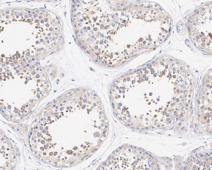 Immunohistochemistry: PACT Antibody (PSH02-15) [NBP3-32706] - Immunohistochemical analysis of paraffin-embedded human testis tissue with Rabbit anti-PACT antibody (NBP3-32706) at 1/1,000 dilution. The section was pre-treated using heat mediated antigen retrieval with Tris-EDTA buffer (pH 9.0) for 20 minutes. The tissues were blocked in 1% BSA for 20 minutes at room temperature, washed with ddH2O and PBS, and then probed with the primary antibody (NBP3-32706) at 1/1,000 dilution for 1 hour at room temperature. The detection was performed using an HRP conjugated compact polymer system. DAB was used as the chromogen. Tissues were counterstained with hematoxylin and mounted with DPX.