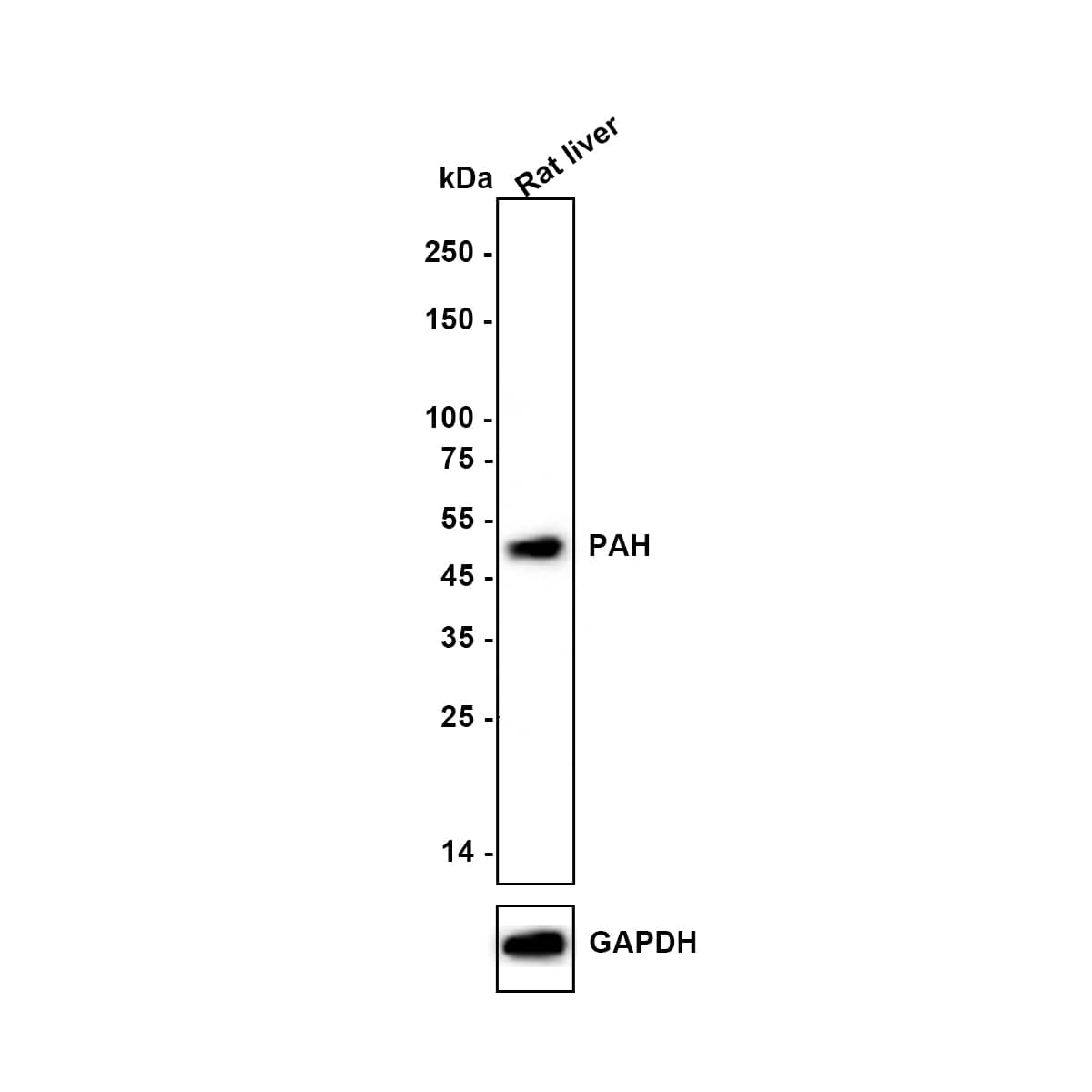 Western Blot Phenylalanine Hydroxylase Antibody (JE64-47)