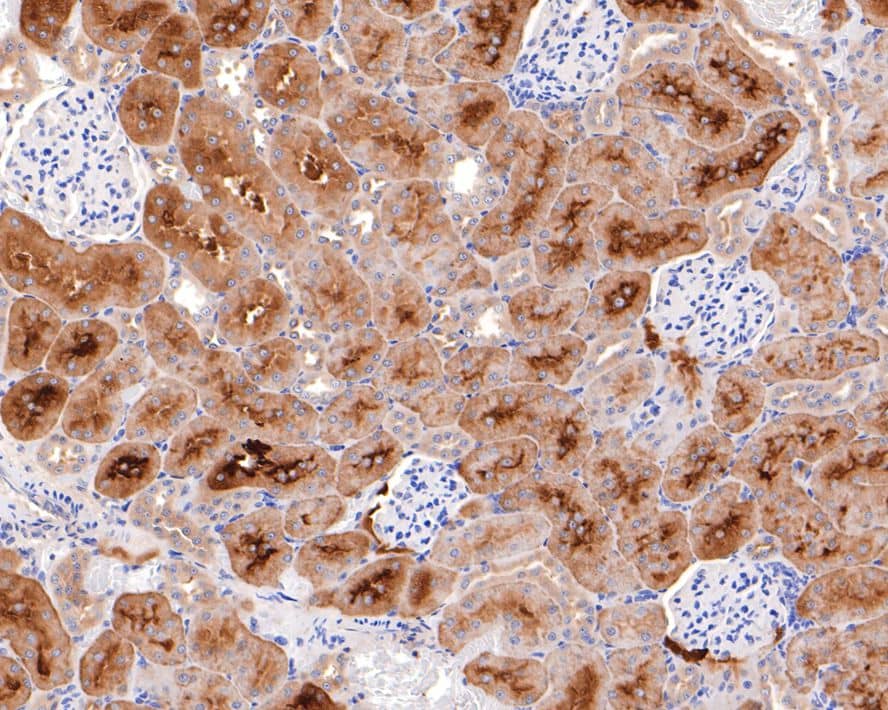 Immunohistochemistry: Phenylalanine Hydroxylase Antibody (JE64-47) [NBP3-32708] - Immunohistochemical analysis of paraffin-embedded rat kidney tissue with Rabbit anti-Phenylalanine Hydroxylase antibody (NBP3-32708) at 1/100 dilution. The section was pre-treated using heat mediated antigen retrieval with Tris-EDTA buffer (pH 9.0) for 20 minutes. The tissues were blocked in 1% BSA for 20 minutes at room temperature, washed with ddH2O and PBS, and then probed with the primary antibody (NBP3-32708) at 1/100 dilution for 1 hour at room temperature. The detection was performed using an HRP conjugated compact polymer system. DAB was used as the chromogen. Tissues were counterstained with hematoxylin and mounted with DPX.