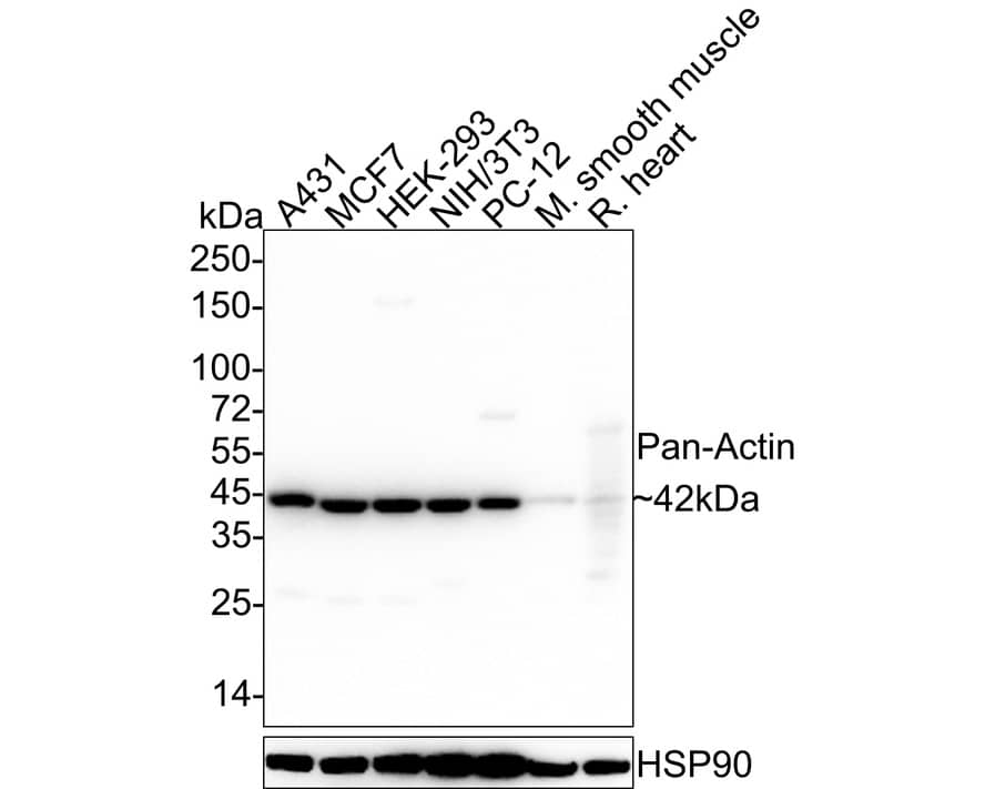 Western Blot pan Actin Antibody (A2E1-R)