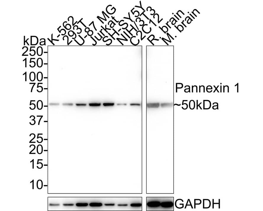 Western Blot Pannexin-1 Antibody (JE38-97)