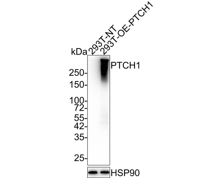 Western blot analysis on different lysates with NBP3-32718 at 1/10,000 dilution. Lane 1: 293T-NT cell lysate Lane 2: 293T-OE-PTCH1 cell lysate Lysates/proteins at 1 µg/Lane. Exposure time: 24 seconds; 4-20% SDS-PAGE gel. Proteins were transferred to a PVDF membrane and blocked with 5% NFDM/TBST for 1 hour at room temperature. NBP3-32718 at 1/10,000 dilution was used in 5% NFDM/TBST at room temperature for 2 hours. Goat Anti-Rabbit IgG [HRP] Secondary Antibody at 1/50,000 dilution was used for 1 hour at room temperature.