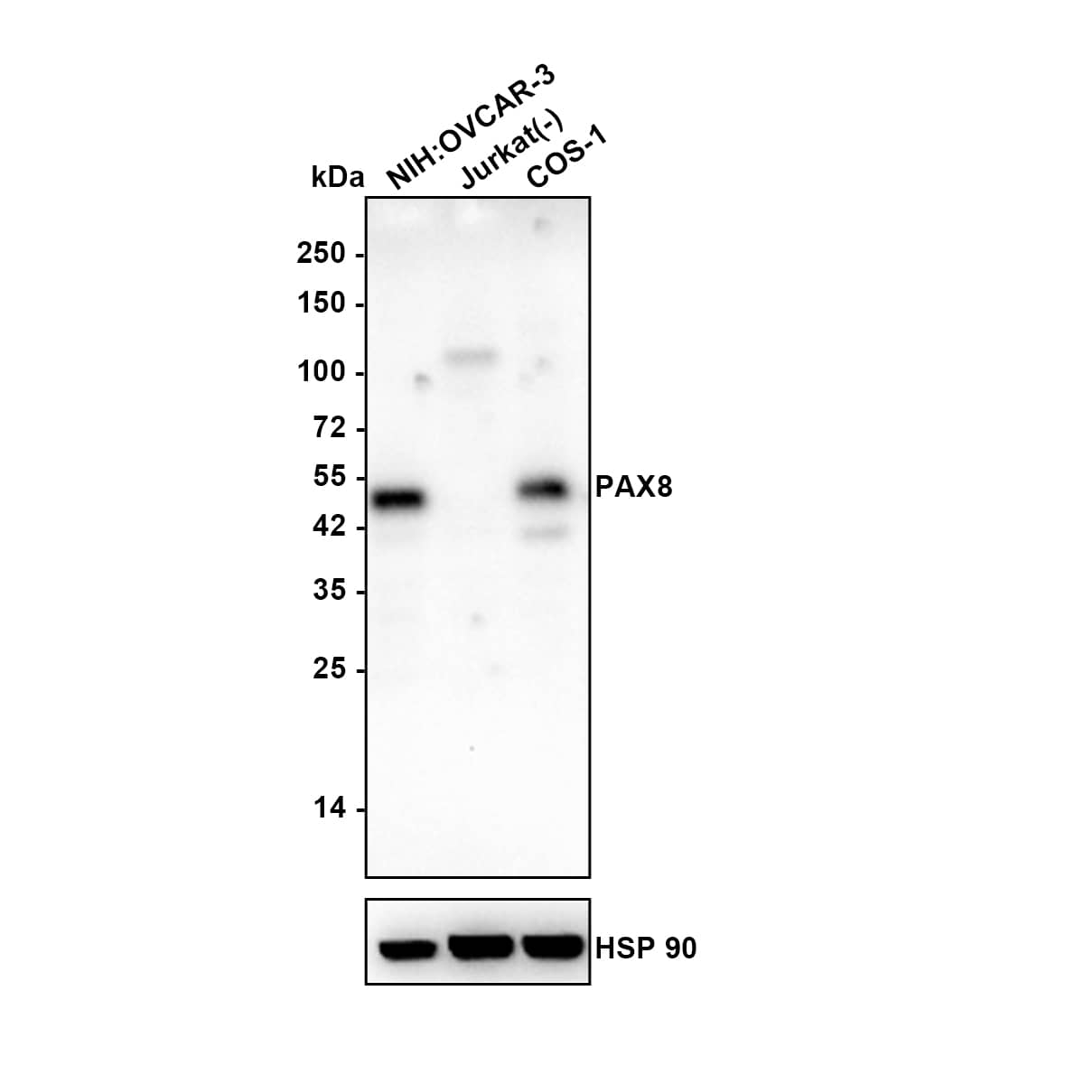 Western blot analysis on different lysates with NBP3-32719 at 1/1,000 dilution. Lane 1: NIH:OVCAR-3 cell lysate Lane 2: Jurkat cell lysate (negative) Lane 3: COS-1 cell lysate Lysates/proteins at 20 µg/Lane. Predicted band size: 48 kDa Observed band size: 48 kDa Exposure time: 1 minute 40 seconds; 4-20% SDS-PAGE gel. Proteins were transferred to a PVDF membrane and blocked with 5% NFDM/TBST for 1 hour at room temperature. NBP3-32719 at 1/1,000 dilution was used in 5% NFDM/TBST at 4℃ overnight. Goat anti-Mouse IgG [HRP] at 1/50,000 dilution was used for 1 hour at room temperature.