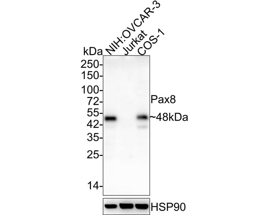 Western Blot: PAX8 Antibody (6G5-R) [NBP3-32719] - Western blot analysis of PAX8 on different lysates with Mouse anti-PAX8 antibody (NBP3-32719) at 1/1,000 dilution. Lane 1: NIH:OVCAR-3 cell lysate Lane 2: Jurkat cell lysate (negative) Lane 3: COS-1 cell lysate Lysates/proteins at 20 ug/Lane. Predicted band size: 48 kDa Observed band size: 48 kDa Exposure time: 1 minute 40 seconds; 4-20% SDS-PAGE gel. Proteins were transferred to a PVDF membrane and blocked with 5% NFDM/TBST for 1 hour at room temperature. The primary antibody (NBP3-32719) at 1/1,000 dilution was used in 5% NFDM/TBST at 4  overnight. Goat Anti-Mouse IgG - HRP Secondary Antibody at 1/50,000 dilution was used for 1 hour at room temperature.