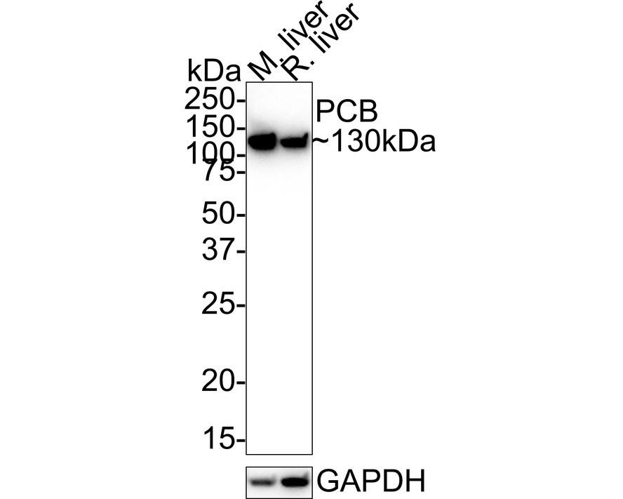 Western blot analysis on different lysates with NBP3-32721 at 1/1,000 dilution. Lane 1: Mouse liver tissue lysate Lane 2: Rat liver tissue lysate Lysates/proteins at 40 µg/Lane. Predicted band size: 130 kDa Observed band size: 130 kDa Exposure time: 1 minutes; 4-20% SDS-PAGE gel. Proteins were transferred to a PVDF membrane and blocked with 5% NFDM/TBST for 1 hour at room temperature. NBP3-32721 at 1/1,000 dilution was used in 5% NFDM/TBST at room temperature for 2 hours. Goat Anti-Rabbit IgG [HRP] Secondary Antibody at 1:100,000 dilution was used for 1 hour at room temperature.