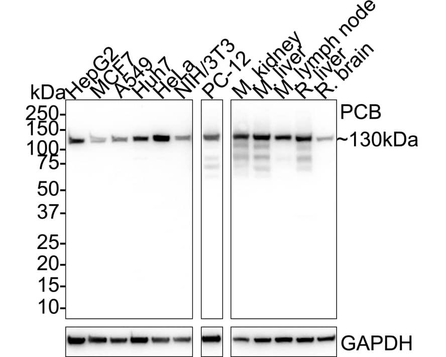Western blot analysis on different lysates with NBP3-32722 at 1/1,000 dilution. Lane 1: HepG2 cell lysate (30 µg/Lane) Lane 2: MCF7 cell lysate (30 µg/Lane) Lane 3: A549 cell lysate (30 µg/Lane) Lane 4: Huh7 cell lysate (30 µg/Lane) Lane 5: HeLa cell lysate (30 µg/Lane) Lane 6: NIH/3T3 cell lysate (30 µg/Lane) Lane 7: PC-12 cell lysate (30 µg/Lane) Lane 8: Mouse kidney tissue lysate (30 µg/Lane) Lane 9: Mouse liver tissue lysate (30 µg/Lane) Lane 10: Mouse lymph node tissue lysate (30 µg/Lane) Lane 11: Rat liver tissue lysate (30 µg/Lane) Lane 12: Rat brain tissue lysate (30 µg/Lane) Predicted band size: 130 kDa Observed band size: 130 kDa Exposure time: Lane 1-6: 24 seconds; Lane 7-12: 5 seconds;  4-20% SDS-PAGE gel. Proteins were transferred to a PVDF membrane and blocked with 5% NFDM/TBST for 1 hour at room temperature. NBP3-32722 at 1/1,000 dilution was used in 5% NFDM/TBST at room temperature for 2 hours. Goat Anti-Rabbit IgG [HRP] Secondary Antibody at 1/50,000 dilution was used for 1 hour at room temperature.