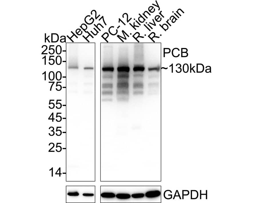 Western blot analysis on different lysates with NBP3-32722 at 1/2,000 dilution. Lane 1: HepG2 cell lysate (20 µg/Lane) Lane 2: Huh7 cell lysate (20 µg/Lane) Lane 3: PC-12 cell lysate (20 µg/Lane) Lane 4: Mouse kidney tissue lysate (40 µg/Lane) Lane 5: Rat liver tissue lysate (40 µg/Lane) Lane 6: Rat brain tissue lysate (40 µg/Lane) Predicted band size: 130 kDa Observed band size: 130 kDa Exposure time: 2 seconds;  4-20% SDS-PAGE gel. Proteins were transferred to a PVDF membrane and blocked with 5% NFDM/TBST for 1 hour at room temperature. NBP3-32722 at 1/2,000 dilution was used in 5% NFDM/TBST at 4℃ overnight. Goat Anti-Rabbit IgG [HRP] Secondary Antibody at 1/50,000 dilution was used for 1 hour at room temperature.