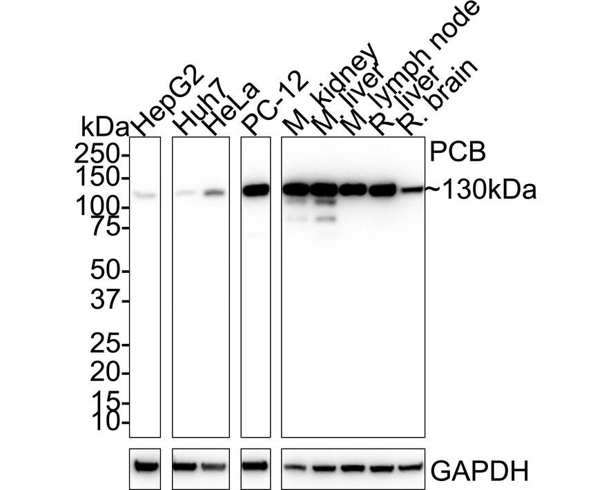 Western blot analysis on different lysates with NBP3-32723 at 1/1,000 dilution. Lane 1: HepG2 cell lysate Lane 2: Huh7 cell lysate Lane 3: HeLa cell lysate Lane 4: PC-12 cell lysate Lane 5: Mouse kidney tissue lysate Lane 6: Mouse liver node tissue lysate Lane 7: Mouse lymph node tissue lysate Lane 8: Rat liver tissue lysate Lane 9: Rat brain tissue lysate Lysates/proteins at 30 µg/Lane. Predicted band size: 130 kDa Observed band size: 130 kDa Exposure time: 24 seconds;  4-20% SDS-PAGE gel. Proteins were transferred to a PVDF membrane and blocked with 5% NFDM/TBST for 1 hour at room temperature. NBP3-32723 at 1/1,000 dilution was used in 5% NFDM/TBST at room temperature for 2 hours. Goat Anti-Rabbit IgG [HRP] Secondary Antibody at 1/50,000 dilution was used for 1 hour at room temperature.