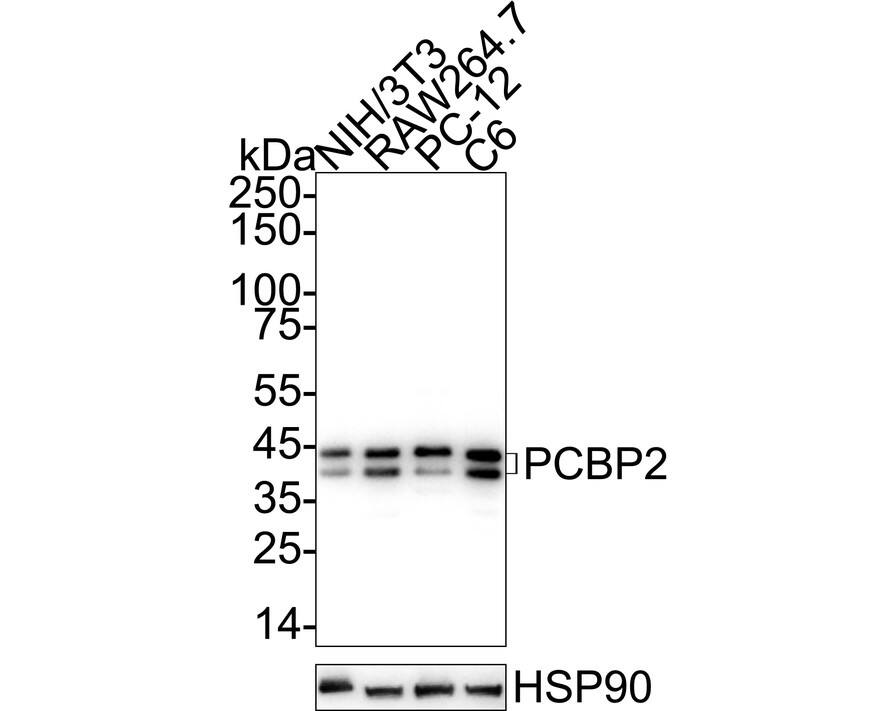 Western blot analysis on different lysates with NBP3-32724 at 1/5,000 dilution. Lane 1: NIH/3T3 cell lysate Lane 2: RAW264.7 cell lysate Lane 3: PC-12 cell lysate Lane 4: C6 cell lysate Lysates/proteins at 20 µg/Lane. Predicted band size: 39 kDa Observed band size: 39/42 kDa Exposure time: 20 seconds;  4-20% SDS-PAGE gel. Proteins were transferred to a PVDF membrane and blocked with 5% NFDM/TBST for 1 hour at room temperature. NBP3-32724 at 1/5,000 dilution was used in primary antibody dilution at 4℃ overnight. Goat Anti-Rabbit IgG [HRP] Secondary Antibody at 1/50,000 dilution was used for 1 hour at room temperature.