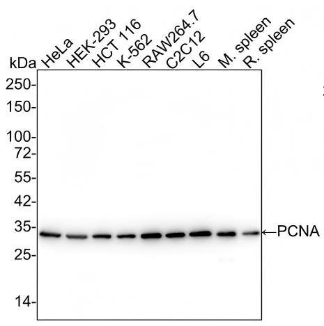 Western blot analysis on different lysates with NBP3-32725 at 1/20,000 dilution and competitor's antibody at 1/1,000 dilution. Lane 1: HeLa cell lysate (15 µg/Lane) Lane 2: HEK-293 cell lysate (15 µg/Lane) Lane 3: HCT 116 cell lysate (15 µg/Lane) Lane 4: K-562 cell lysate (15 µg/Lane) Lane 5: RAW264.7 cell lysate (15 µg/Lane) Lane 6: C2C12 cell lysate (15 µg/Lane) Lane 7: L6 cell lysate (15 µg/Lane) Lane 8: Mouse spleen tissue lysate (15 µg/Lane) Lane 9: Rat spleen tissue lysate (15 µg/Lane) Predicted band size: 29 kDa Observed band size: 34 kDa Exposure time: 11 seconds;  4-20% SDS-PAGE gel. Proteins were transferred to a PVDF membrane and blocked with 5% NFDM/TBST for 1 hour at room temperature. NBP3-32725 at 1/20,000 dilution and competitor's antibody at 1/1,000 dilution were used in 5% NFDM/TBST at room temperature for 2 hours. Goat anti-Mouse IgG [HRP] at 1/50,000 dilution was used for 1 hour at room temperature.