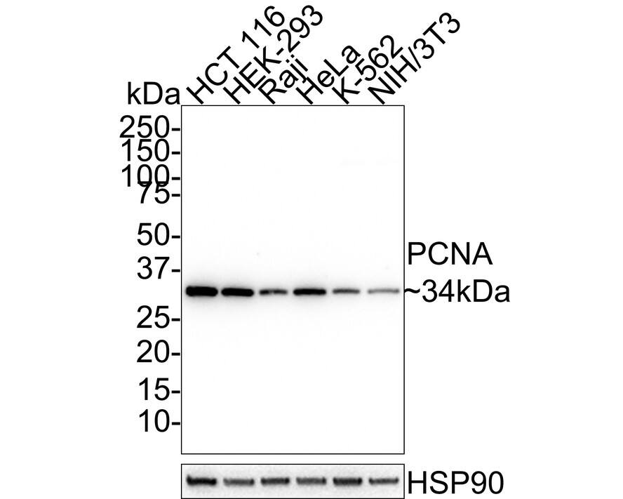 Western blot analysis on different lysates with NBP3-32725 at 1/20,000 dilution. Lane 1: HCT 116 cell lysate (20 µg/Lane) Lane 2: HEK-293 cell lysate (20 µg/Lane) Lane 3: Raji cell lysate (20 µg/Lane) Lane 4: HeLa cell lysate (20 µg/Lane) Lane 5: K-562 cell lysate (20 µg/Lane) Lane 6: NIH/3T3 cell lysate (20 µg/Lane) Predicted band size: 29 kDa Observed band size: 34 kDa Exposure time: 1 minutes 2 seconds;  4-20% SDS-PAGE gel. Proteins were transferred to a PVDF membrane and blocked with 5% NFDM/TBST for 1 hour at room temperature. NBP3-32725 at 1/20,000 dilution was used in 5% NFDM/TBST at 4℃ overnight. Goat anti-Mouse IgG [HRP] at 1/100,000 dilution was used for 1 hour at room temperature.