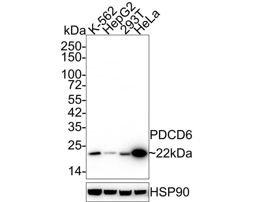 Western Blot: PDCD6 Antibody (A6A7-R) [NBP3-32728] - Western blot analysis of PDCD6 on different lysates with Mouse anti-PDCD6 antibody (NBP3-32728) at 1/2,000 dilution. Lane 1: K-562 cell lysate Lane 2: HepG2 cell lysate Lane 3: 293T cell lysate Lane 4: HeLa cell lysate Lysates/proteins at 30 ug/Lane. Predicted band size: 22 kDa Observed band size: 22 kDa Exposure time: 43 seconds; 4-20% SDS-PAGE gel. Proteins were transferred to a PVDF membrane and blocked with 5% NFDM/TBST for 1 hour at room temperature. The primary antibody (NBP3-32728) at 1/2,000 dilution was used in 5% NFDM/TBST at room temperature for 2 hours. Goat Anti-Mouse IgG - HRP Secondary Antibody at 1/50,000 dilution was used for 1 hour at room temperature.