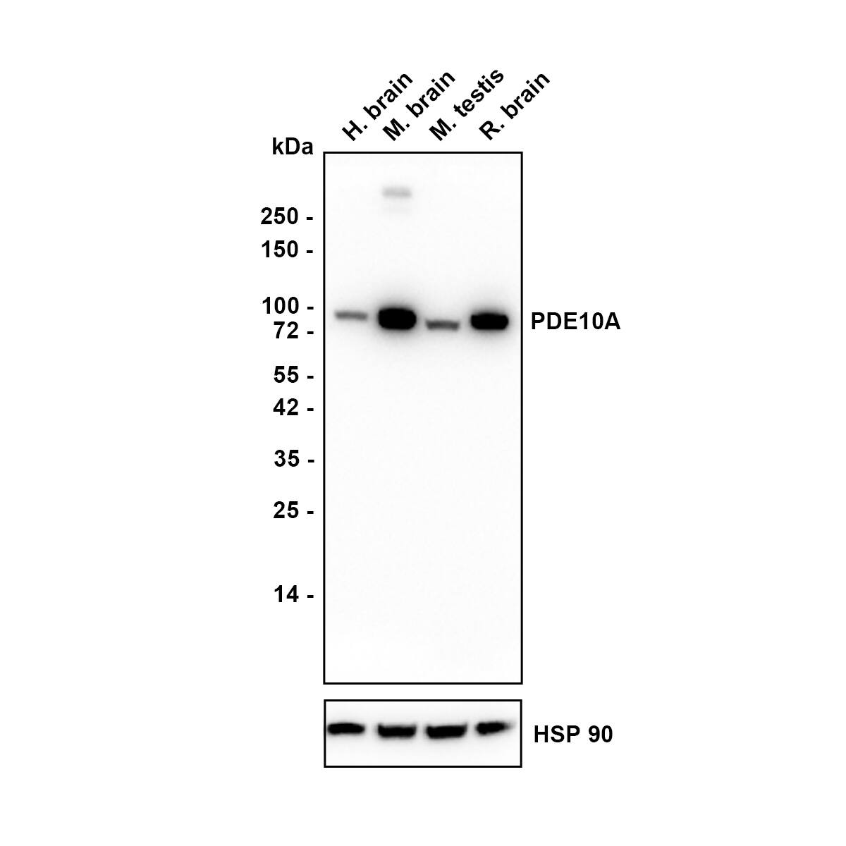 Western blot analysis on different lysates with NBP3-32729 at 1/2,000 dilution. Lane 1: Human brain tissue lysate Lane 2: Mouse brain tissue lysate Lane 3: Mouse testis tissue lysate Lane 4: Rat brain tissue lysate Lysates/proteins at 40 µg/Lane. Exposure time: 24 seconds Blocking: 5% NFDM/TBST, 1 hour at room temperature Primary antibody: NBP3-32729, 1/2,000 in 5% NFDM/TBST, overnight at 4 ℃ Secondary antibody: Goat Anti-Rabbit IgG [HRP] Secondary Antibody, 1/50,000 in 5% NFDM/TBST, 1 hour at room temperature Predicted band size: 88 kDa Observed band size: 88 kDa