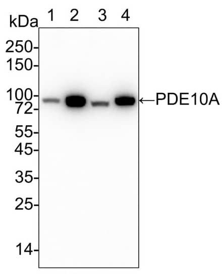 Western Blot: PDE10A Antibody (PSH03-61) [NBP3-32729] - Western blot analysis of PDE10A on different lysates with Rabbit anti-PDE10A antibody (NBP3-32729) at 1/2,000 dilution. Lane 1: Human brain tissue lysate Lane 2: Mouse brain tissue lysate Lane 3: Mouse testis tissue lysate Lane 4: Rat brain tissue lysate Lysates/proteins at 40 µg/Lane. Predicted band size: 88 kDa Observed band size: 88 kDa Exposure time: 24 seconds; 4-20% SDS-PAGE gel. Proteins were transferred to a PVDF membrane and blocked with 5% NFDM/TBST for 1 hour at room temperature. The primary antibody at 1/2,000 dilution was used in 5% NFDM/TBST at 4℃ overnight. Goat Anti-Rabbit IgG - HRP Secondary Antibody at 1/50,000 dilution was used for 1 hour at room temperature.