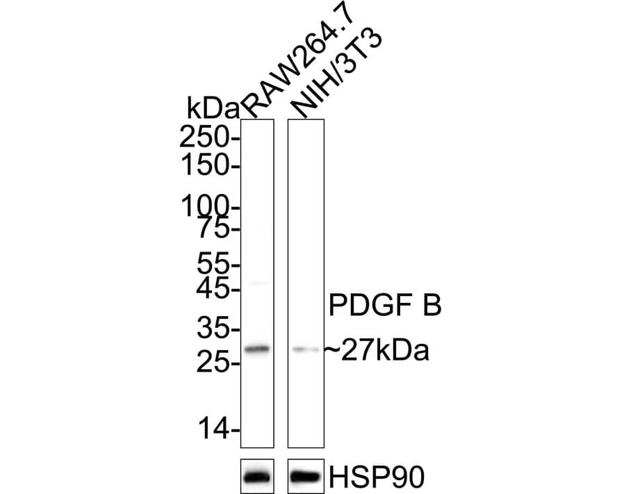 Western blot analysis on different lysates with NBP3-32730 at 1/2,000 dilution. Lane 1: RAW264.7 cell lysate Lane 2: NIH/3T3 cell lysate Lysates/proteins at 10 µg/Lane. Predicted band size: 27 kDa Observed band size: 27 kDa Exposure time: 10 seconds;  4-20% SDS-PAGE gel. Proteins were transferred to a PVDF membrane and blocked with 5% NFDM/TBST for 1 hour at room temperature. NBP3-32730 at 1/2,000 dilution was used in primary antibody dilution at 4℃ overnight. Goat Anti-Rabbit IgG [HRP] Secondary Antibody at 1/50,000 dilution was used for 1 hour at room temperature.