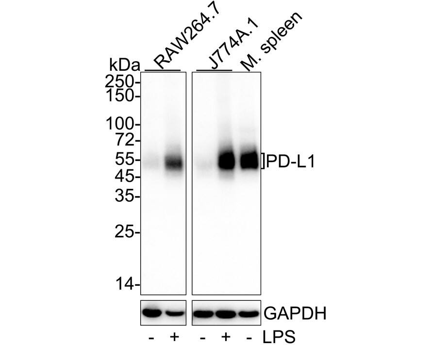 Western blot analysis on different lysates with NBP3-32731 at 1/2,000 dilution. Lane 1: RAW264.7 cell lysate Lane 2: RAW264.7 treated with 10μg/mL LPS for 8 hours cell lysate Lane 3: J774A.1 cell lysate Lane 4: J774A.1 treated with 1μg/mL LPS for 24 hours cell lysate Lane 5: Mouse spleen tissue lysate Lysates/proteins at 30 µg/Lane. Predicted band size: 33 kDa Observed band size: 45-60 kDa Exposure time: 46 seconds; 4-20% SDS-PAGE gel. Proteins were transferred to a PVDF membrane and blocked with 5% NFDM/TBST for 1 hour at room temperature. NBP3-32731 at 1/2,000 dilution was used in 5% NFDM/TBST at 4℃ overnight. Goat Anti-Rabbit IgG [HRP] Secondary Antibody at 1/50,000 dilution was used for 1 hour at room temperature.