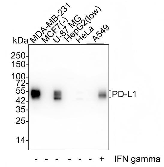 Western blot analysis on different lysates with NBP3-32732 at 1/2,000 dilution and competitor's antibody at 1/1,000 dilution. Lane 1: MDA-MB-231 cell lysate Lane 2: MCF7 cell lysate (negative) Lane 3: U-87 MG cell lysate Lane 4: HepG2 cell lysate (low expression) Lane 5: HeLa cell lysate Lane 6: A549 cell lysate Lane 7: A549 treated with 100ng/mL IFN gamma for 48 hours cell lysate Lysates/proteins at 20 µg/Lane. Predicted band size: 33 kDa Observed band size: 45-50 kDa Exposure time: 25 seconds; 4-20% SDS-PAGE gel. Proteins were transferred to a PVDF membrane and blocked with 5% NFDM/TBST for 1 hour at room temperature. NBP3-32732 at 1/2,000 dilution and competitor's antibody at 1/1,000 dilution were used in 5% NFDM/TBST at 4℃ overnight. Goat Anti-Rabbit IgG [HRP] Secondary Antibody at 1/50,000 dilution was used for 1 hour at room temperature.