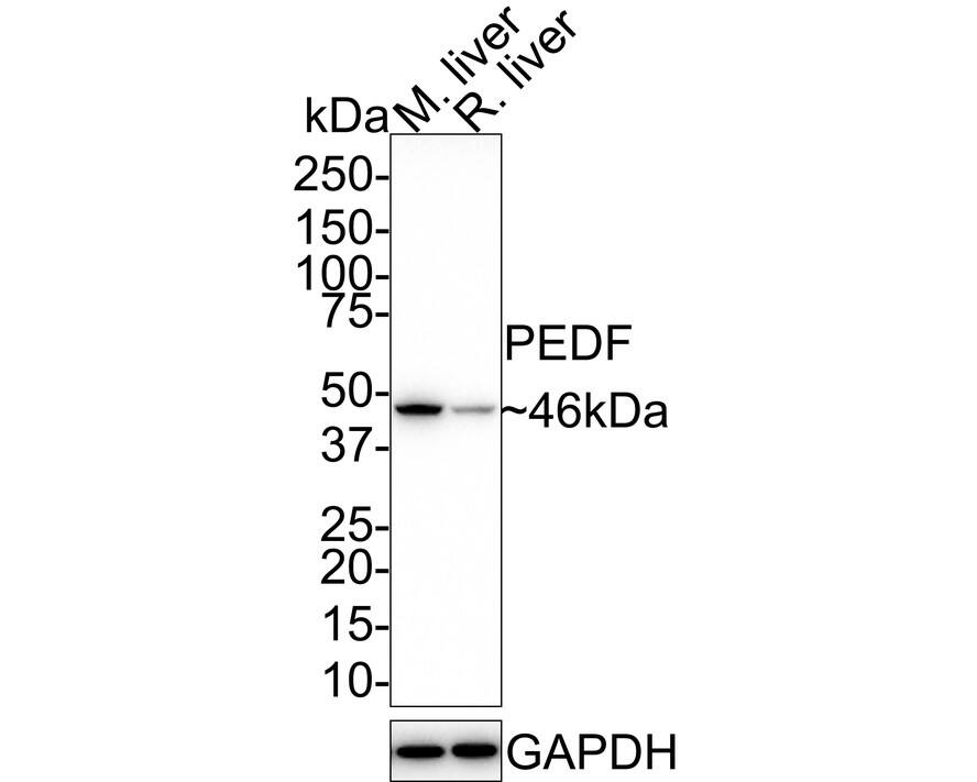 Western blot analysis on different lysates with NBP3-32733 at 1/1,000 dilution. Lane 1: Mouse liver tissue lysate Lane 2: Rat liver tissue lysate Lysates/proteins at 40 µg/Lane. Predicted band size: 46 kDa Observed band size: 46 kDa Exposure time: 5 minutes; 4-20% SDS-PAGE gel. Proteins were transferred to a PVDF membrane and blocked with 5% NFDM/TBST for 1 hour at room temperature. NBP3-32733 at 1/1,000 dilution was used in 5% NFDM/TBST at room temperature for 2 hours. Goat Anti-Rabbit IgG [HRP] Secondary Antibody at 1:50,000 dilution was used for 1 hour at room temperature.