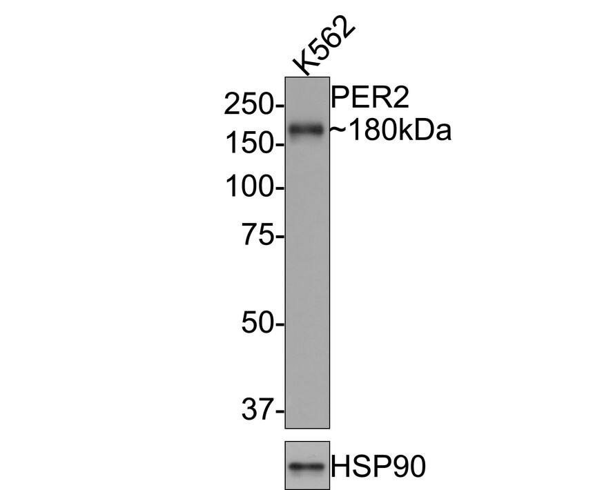 Western blot analysis of  K562 cell lysates with NBP3-32735 at 1/500 dilution. Lysates/proteins at 10 µg/Lane. Predicted band size: 137 kDa Observed band size: 180 kDa Exposure time: 1 minute; 8% SDS-PAGE gel. Proteins were transferred to a PVDF membrane and blocked with 5% NFDM/TBST for 1 hour at room temperature. NBP3-32735 at 1/500 dilution was used in 5% NFDM/TBST at room temperature for 2 hours. Goat Anti-Rabbit IgG [HRP] Secondary Antibody at 1:200,000 dilution was used for 1 hour at room temperature.