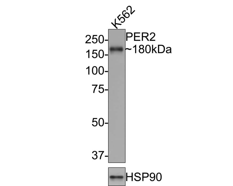 Western Blot: PER2 Antibody (JE33-79) [NBP3-32735] - Western blot analysis of PER2 on K562 cell lysates with Rabbit anti-PER2 antibody (NBP3-32735) at 1/500 dilution. Lysates/proteins at 10 ug/Lane. Predicted band size: 137 kDa Observed band size: 180 kDa Exposure time: 1 minute; 8% SDS-PAGE gel. Proteins were transferred to a PVDF membrane and blocked with 5% NFDM/TBST for 1 hour at room temperature. The primary antibody (NBP3-32735) at 1/500 dilution was used in 5% NFDM/TBST at room temperature for 2 hours. Goat Anti-Rabbit IgG - HRP Secondary Antibody at 1:200,000 dilution was used for 1 hour at room temperature.