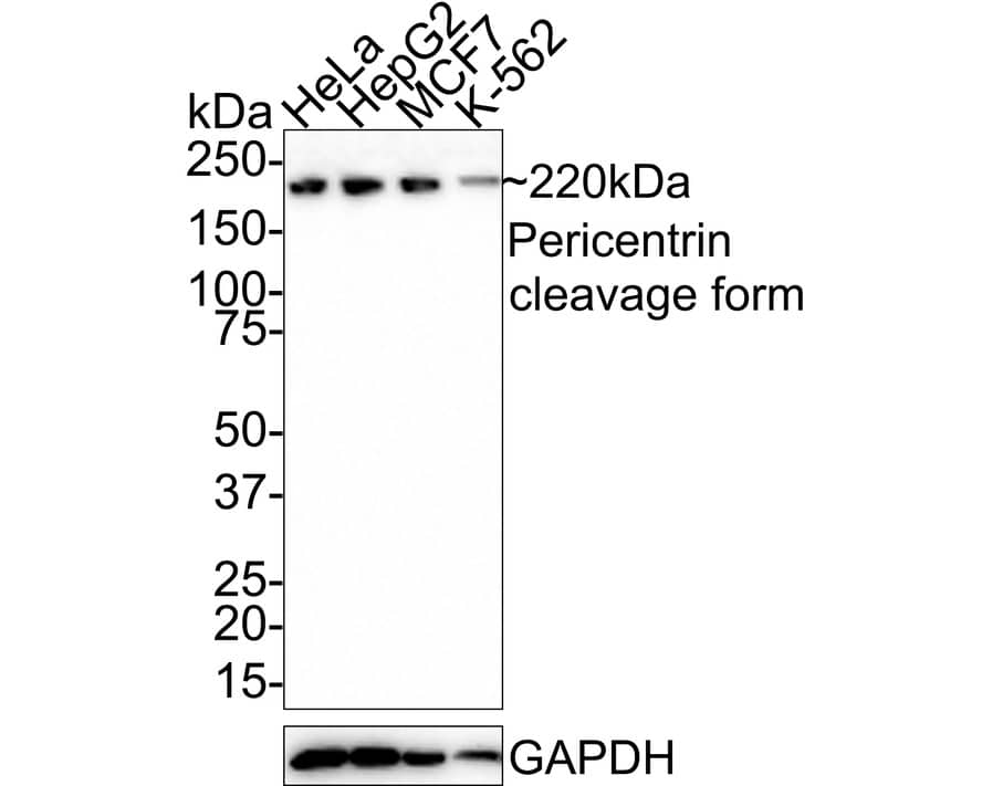 Western Blot: Pericentrin Antibody (PSH0-66) [NBP3-32736] - Western blot analysis of Pericentrin on different lysates with Rabbit anti-Pericentrin antibody (NBP3-32736) at 1/1,000 dilution. Lane 1: HeLa cell lysate Lane 2: HepG2 cell lysate Lane 3: MCF7 cell lysate Lane 4: K-562 cell lysate Lysates/proteins at 30 ug/Lane. Predicted band size: 378 kDa Observed band size: 220 kDa (cleavage form) Exposure time: 2 minutes; 4-20% SDS-PAGE gel. Proteins were transferred to a PVDF membrane and blocked with 5% NFDM/TBST for 1 hour at room temperature. The primary antibody (NBP3-32736) at 1/1,000 dilution was used in 5% NFDM/TBST at room temperature for 2 hours. Goat Anti-Rabbit IgG - HRP Secondary Antibody at 1:100,000 dilution was used for 1 hour at room temperature.