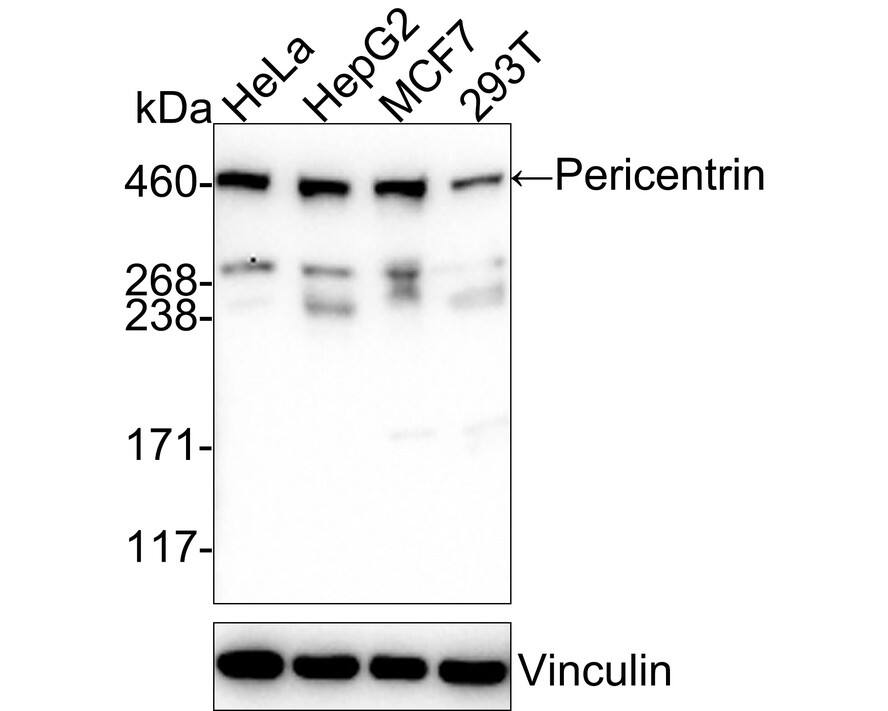 Western blot analysis on different lysates with NBP3-32737 at 1/1,000 dilution. Lane 1: HeLa cell lysate Lane 2: HepG2 cell lysate Lane 3: MCF7 cell lysate Lane 4: 293T cell lysate Lysates/proteins at 30 µg/Lane. Predicted band size: 378 kDa Observed band size: 460 kDa Exposure time: 3 minutes; 4-20% SDS-PAGE gel. Proteins were transferred to a PVDF membrane and blocked with 5% NFDM/TBST for 1 hour at room temperature. NBP3-32737 at 1/1,000 dilution was used in 5% NFDM/TBST at room temperature for 2 hours. Goat Anti-Rabbit IgG [HRP] Secondary Antibody at 1/50,000 dilution was used for 1 hour at room temperature.