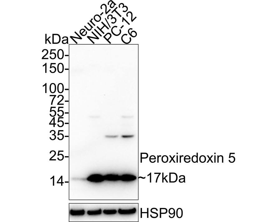Western blot analysis on different lysates with NBP3-32740 at 1/20,000 dilution. Lane 1: Neuro-2a cell lysate Lane 2: NIH/3T3 cell lysate Lane 3: PC-12 cell lysate Lane 4: C6 cell lysate Lysates/proteins at 20 µg/Lane. Predicted band size: 22 kDa Observed band size: 17 kDa Exposure time: 1 minute 40 seconds;  4-20% SDS-PAGE gel. Proteins were transferred to a PVDF membrane and blocked with 5% NFDM/TBST for 1 hour at room temperature. NBP3-32740 at 1/20,000 dilution was used in 5% NFDM/TBST at 4℃ overnight. Goat Anti-Rabbit IgG [HRP] Secondary Antibody at 1/50,000 dilution was used for 1 hour at room temperature.