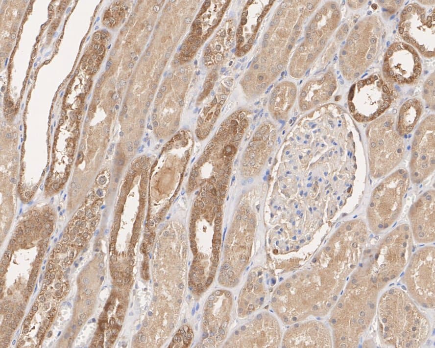 Immunohistochemistry: Peroxiredoxin 5 Antibody (PSH03-90) [NBP3-32740] - Immunohistochemical analysis of paraffin-embedded human kidney tissue with Rabbit anti-Peroxiredoxin 5 antibody (NBP3-32740) at 1/10,000 dilution. The section was pre-treated using heat mediated antigen retrieval with sodium citrate buffer (pH 6.0) for 2 minutes. The tissues were blocked in 1% BSA for 20 minutes at room temperature, washed with ddH2O and PBS, and then probed with the primary antibody (NBP3-32740) at 1/10,000 dilution for 1 hour at room temperature. The detection was performed using an HRP conjugated compact polymer system. DAB was used as the chromogen. Tissues were counterstained with hematoxylin and mounted with DPX.