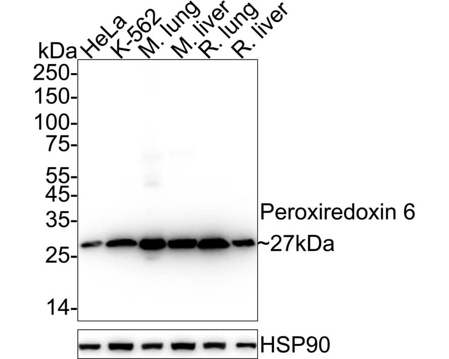 Western blot analysis on different lysates with NBP3-32741 at 1/1,000 dilution. Lane 1: HeLa cell lysate (20 µg/Lane) Lane 2: K-562 cell lysate (20 µg/Lane) Lane 3: Mouse lung tissue lysate (40 µg/Lane) Lane 4: Mouse liver tissue lysate (40 µg/Lane) Lane 5: Rat lung tissue lysate (40 µg/Lane) Lane 6: Rat liver tissue lysate (40 µg/Lane) Predicted band size: 25 kDa Observed band size: 27 kDa Exposure time: 2 seconds;  4-20% SDS-PAGE gel. Proteins were transferred to a PVDF membrane and blocked with 5% NFDM/TBST for 1 hour at room temperature. NBP3-32741 at 1/1,000 dilution was used in 5% NFDM/TBST at 4℃ overnight. Goat anti-Mouse IgG [HRP] at 1/50,000 dilution was used for 1 hour at room temperature.