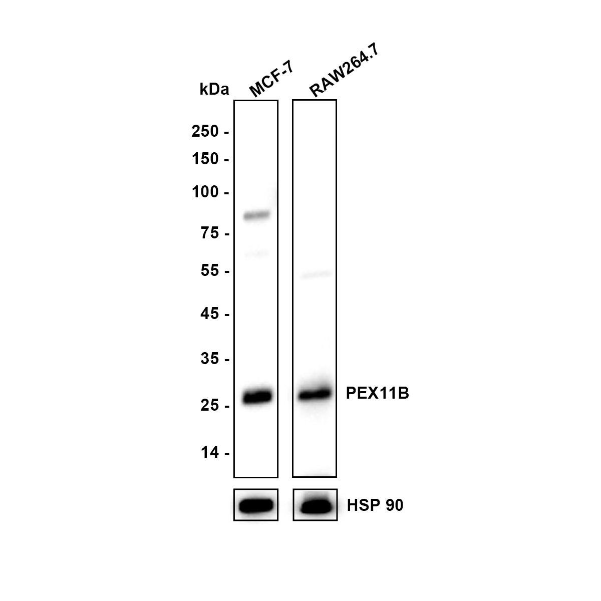 Western Blot PEX11B Antibody (JE64-51)