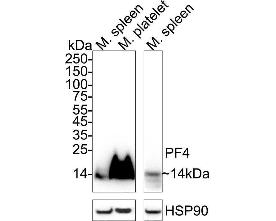 Western blot analysis on different lysates with NBP3-32743 at 1/1,000 dilution. Lane 1: Mouse spleen tissue lysate (30 µg/Lane) Lane 2: Mouse platelets lysate (6 µg/Lane) Lane 3: Rat spleen tissue lysate (30 µg/Lane) Predicted band size: 11 kDa Observed band size: 14 kDa Exposure time: 59 seconds;  4-20% SDS-PAGE gel. Proteins were transferred to a PVDF membrane and blocked with 5% NFDM/TBST for 1 hour at room temperature. NBP3-32743 at 1/1,000 dilution was used in 5% NFDM/TBST at 4℃ overnight. Goat Anti-Rabbit IgG [HRP] Secondary Antibody at 1/50,000 dilution was used for 1 hour at room temperature.