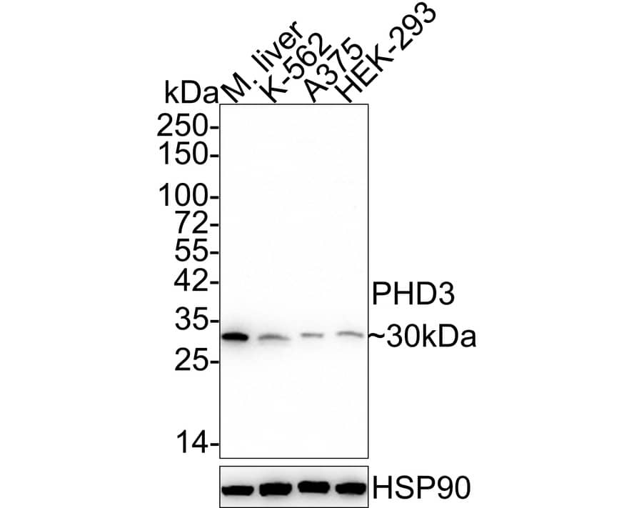 Western Blot: EGLN3/PHD3 Antibody (JE60-82) [NBP3-32745] - Western blot analysis of EGLN3/PHD3 on different lysates with Rabbit anti-EGLN3/PHD3 antibody (NBP3-32745) at 1/1,000 dilution. Lane 1: Mouse liver tissue lysate (40 ug/Lane) Lane 2: K-562 cell lysate (20 ug/Lane) Lane 3: A375 cell lysate (20 ug/Lane) Lane 4: HEK-293 cell lysate (20 ug/Lane) Predicted band size: 27 kDa Observed band size: 30 kDa Exposure time: 3 minutes; 4-20% SDS-PAGE gel. Proteins were transferred to a PVDF membrane and blocked with 5% NFDM/TBST for 1 hour at room temperature. The primary antibody (NBP3-32745) at 1/1,000 dilution was used in 5% NFDM/TBST at 4  overnight. Goat Anti-Rabbit IgG - HRP Secondary Antibody at 1/50,000 dilution was used for 1 hour at room temperature.