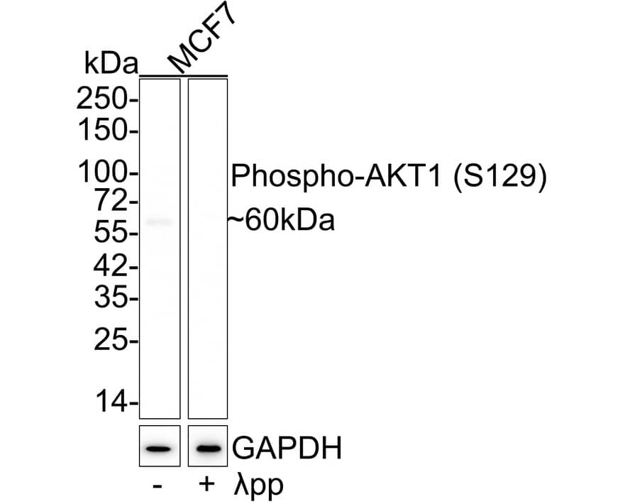 Western Blot: AKT1 [p Ser129] Antibody (JE59-50) [NBP3-32748] - Western blot analysis of AKT1 on different lysates with Rabbit anti-AKT1 antibody (NBP3-32748) at 1/1,000 dilution. Lane 1: MCF7 cell lysate Lane 2: MCF7 treated  pp for 1 hour cell lysate Lysates/proteins at 20 ug/Lane. Predicted band size: 56 kDa Observed band size: 60 kDa Exposure time: 3 minutes 46 seconds; 4-20% SDS-PAGE gel. Proteins were transferred to a PVDF membrane and blocked with 5% NFDM/TBST for 1 hour at room temperature. The primary antibody (NBP3-32748) at 1/1,000 dilution was used in 5% NFDM/TBST at 4  overnight. Goat Anti-Rabbit IgG - HRP Secondary Antibody at 1/50,000 dilution was used for 1 hour at room temperature.