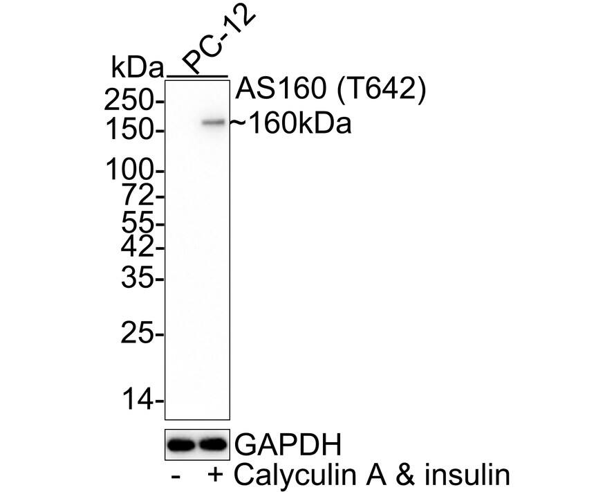 Western Blot TBC1D4 [p Thr642] Antibody (JE60-97)