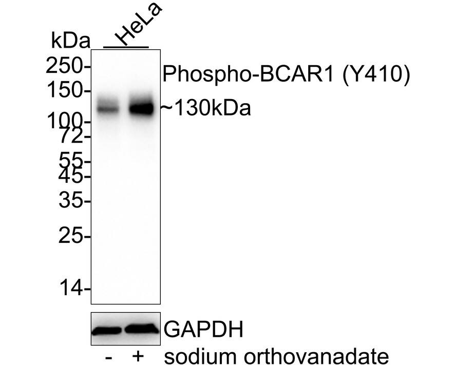 Western Blot: p130Cas/BCAR1 [p Tyr410] Antibody (JE47-97) [NBP3-32750] - Western blot analysis of p130Cas/BCAR1 on different lysates with Rabbit anti-p130Cas/BCAR1 antibody (NBP3-32750) at 1/1,000 dilution. Lane 1: HeLa cell lysate Lane 2: HeLa treated with 1mM sodium orthovanadate for 30 minutes cell lysate Lysates/proteins at 20 ug/Lane. Predicted band size: 93 kDa Observed band size: 130 kDa Exposure time: 1 minute; ECL; 4-20% SDS-PAGE gel. Proteins were transferred to a PVDF membrane and blocked with 5% NFDM/TBST for 1 hour at room temperature. The primary antibody (NBP3-32750) at 1/1,000 dilution was used in 5% NFDM/TBST at 4  overnight. Goat Anti-Rabbit IgG - HRP Secondary Antibody at 1/50,000 dilution was used for 1 hour at room temperature.