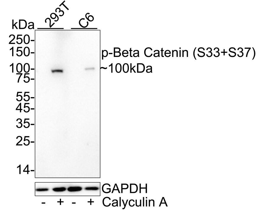 Western blot analysis on different lysates with NBP3-32751 at 1/1,000 dilution. Lane 1: 293T whole cell lysate Lane 2: 293T treated with 100nM Calyculin A for 15 minutes cell lysate Lane 3: C6 whole cell lysate Lane 4: C6 treated with 100ng/mL Calyculin A for 1 hour cell lysate Lysates/proteins at 20 µg/Lane. Predicted band size: 85 kDa Observed band size: 100 kDa Exposure time: 3 minutes;  4-20% SDS-PAGE gel. Proteins were transferred to a PVDF membrane and blocked with 5% NFDM/TBST for 1 hour at room temperature. NBP3-32751 at 1/1,000 dilution was used in 5% NFDM/TBST at 4℃ overnight. Goat Anti-Rabbit IgG [HRP] Secondary Antibody at 1:50,000 dilution was used for 1 hour at room temperature.