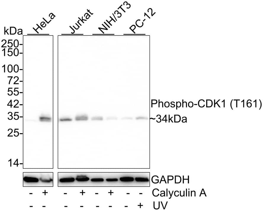 Western Blot: CDC2/CDK1 [p Thr161] Antibody (PSH03-42) [NBP3-32753] - Western blot analysis of CDC2/CDK1 on different lysates with Rabbit anti-CDC2/CDK1 antibody (NBP3-32753) at 1/2,000 dilution. Lane 1: HeLa cell lysate Lane 2: HeLa treated with 100nM Calyculin A for 30 minutes cell lysate Lane 3: Jurkat cell lysate Lane 4: Jurkat treated with 100nM Calyculin A for 30 minutes cell lysate Lane 5: NIH/3T3 cell lysate Lane 6: NIH/3T3 treated with 100nM Calyculin A for 30 minutes cell lysate Lane 7: PC-12 cell lysate Lane 8: PC-12 treated with UV for 1 hour cell lysate Lysates/proteins at 30 ug/Lane. Predicted band size: 34 kDa Observed band size: 34 kDa Exposure time: 5 minutes; 4-20% SDS-PAGE gel. Proteins were transferred to a PVDF membrane and blocked with 5% NFDM/TBST for 1 hour at room temperature. The primary antibody (NBP3-32753) at 1/2,000 dilution was used in 5% NFDM/TBST at 4C overnight. Goat Anti-Rabbit IgG - HRP Secondary Antibody at 1/50,000 dilution was used for 1 hour at room temperature.