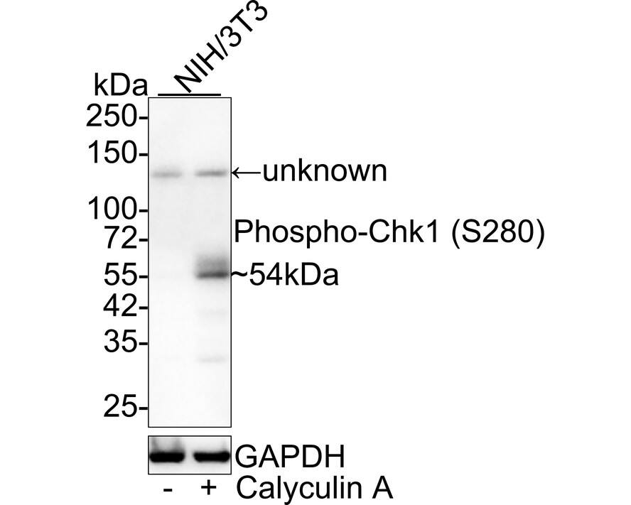 Western blot analysis on different lysates with NBP3-32754 at 1/1,000 dilution. Lane 1: NIH/3T3 cell lysate Lane 2: NIH/3T3 treated with 100nM Calyculin A for 30 minutes cell lysate Lysates/proteins at 20 µg/Lane. Predicted band size: 54 kDa Observed band size: 54 kDa Exposure time: 1 minute 2 seconds; 4-20% SDS-PAGE gel. Proteins were transferred to a PVDF membrane and blocked with 5% NFDM/TBST for 1 hour at room temperature. NBP3-32754 at 1/1,000 dilution was used in 5% NFDM/TBST at 4℃ overnight. Goat Anti-Rabbit IgG [HRP] Secondary Antibody at 1/50,000 dilution was used for 1 hour at room temperature.