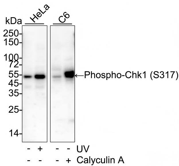 Western blot analysis on different lysates with NBP3-32755 at 1/1,000 dilution and competitor's antibody at 1/1,000 dilution. Lane 1: HeLa cell lysate Lane 2: HeLa treated with UV for 1 hour cell lysate Lane 3: C6 cell lysate Lane 4: C6 treated with 100nM Calyculin A for 30 minutes cell lysate Lysates/proteins at 20 µg/Lane. Predicted band size: 54 kDa Observed band size: 54 kDa Exposure time: 43 seconds; 4-20% SDS-PAGE gel. Proteins were transferred to a PVDF membrane and blocked with 5% NFDM/TBST for 1 hour at room temperature. NBP3-32755 at 1/1,000 dilution and competitor's antibody at 1/1,000 dilution were used in 5% NFDM/TBST at 4℃ overnight. Goat Anti-Rabbit IgG [HRP] Secondary Antibody at 1/50,000 dilution was used for 1 hour at room temperature.