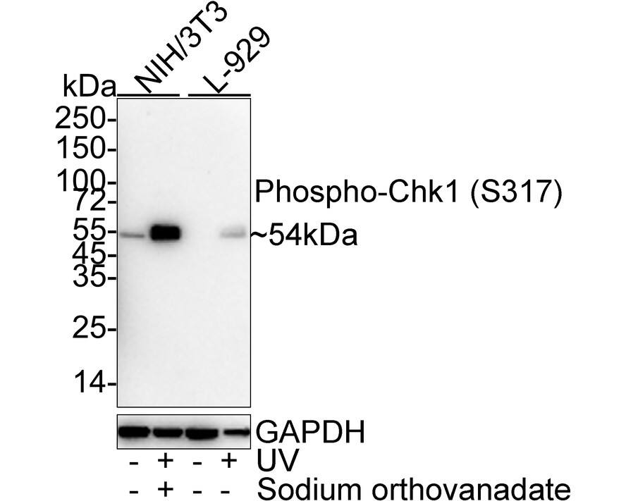 Western blot analysis on different lysates with NBP3-32755 at 1/1,000 dilution. Lane 1: NIH/3T3 cell lysate Lane 2: NIH/3T3 treated with UV for 40 minutes add 1mM Sodium orthovanadate and recovery for 30 minutes cell lysate Lane 3: L-929 cell lysate Lane 4: L-929 treated with UV for 3 hours cell lysate Lysates/proteins at 20 µg/Lane. Predicted band size: 54 kDa Observed band size: 54 kDa Exposure time: 1 minute;  4-20% SDS-PAGE gel. Proteins were transferred to a PVDF membrane and blocked with 5% NFDM/TBST for 1 hour at room temperature. NBP3-32755 at 1/1,000 dilution was used in 5% NFDM/TBST at 4℃ overnight. Goat Anti-Rabbit IgG [HRP] Secondary Antibody at 1/50,000 dilution was used for 1 hour at room temperature.