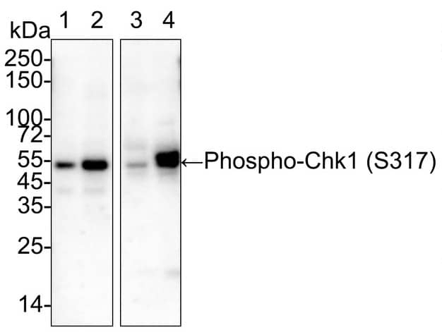 Western Blot: Chk1 [p Ser317] Antibody (PSH03-84) [NBP3-32755] - Western blot analysis of Chk1 on different lysates with Rabbit anti-Chk1 antibody (NBP3-32755) at 1/1,000 dilution. Lane 1: HeLa cell lysate Lane 2: HeLa treated with UV for 1 hour cell lysate Lane 3: C6 cell lysate Lane 4: C6 treated with 100nM Calyculin A for 30 minutes cell lysate Lysates/proteins at 20 µg/Lane. Predicted band size: 54 kDa Observed band size: 54 kDa Exposure time: 43 seconds; 4-20% SDS-PAGE gel. Proteins were transferred to a PVDF membrane and blocked with 5% NFDM/TBST for 1 hour at room temperature. The primary antibody at 1/1,000 dilution was used in 5% NFDM/TBST at 4℃ overnight. Goat Anti-Rabbit IgG - HRP Secondary Antibody at 1/50,000 dilution was used for 1 hour at room temperature.