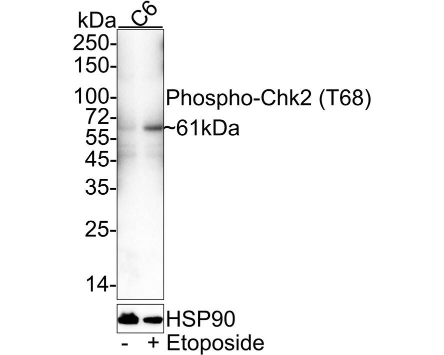 Western blot analysis on different lysates with NBP3-32756 at 1/1,000 dilution. Lane 1: C6 cell lysate Lane 2: C6 treated with 25μM Etoposide for 5 hours cell lysate Lysates/proteins at 20 µg/Lane. Predicted band size: 61 kDa Observed band size: 61 kDa Exposure time: 1 minute 2 seconds; 4-20% SDS-PAGE gel. Proteins were transferred to a PVDF membrane and blocked with 5% NFDM/TBST for 1 hour at room temperature. NBP3-32756 at 1/1,000 dilution was used in 5% NFDM/TBST at 4℃ overnight. Goat Anti-Rabbit IgG [HRP] Secondary Antibody at 1:50,000 dilution was used for 1 hour at room temperature.
