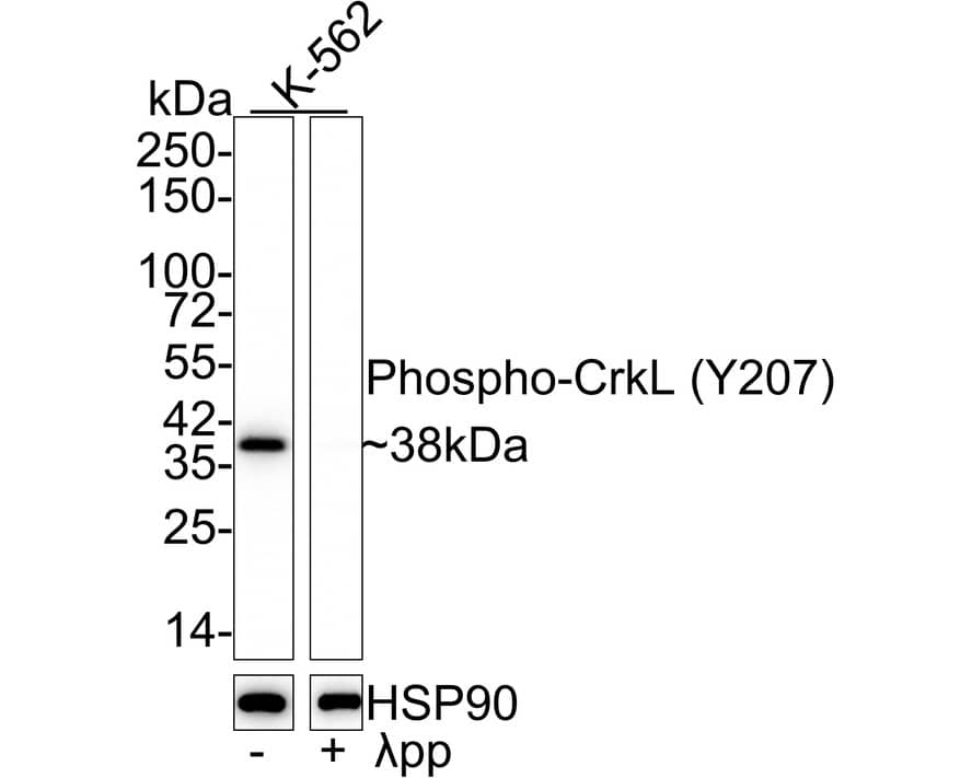 Western Blot: CrkL [p Tyr207] Antibody (JE55-58) [NBP3-32757] - Western blot analysis of CrkL on different lysates with Rabbit anti-CrkL antibody (NBP3-32757) at 1/2,000 dilution. Lane 1: K-562 cell lysate Lane 2: K-562 treated  pp for 1 hour cell lysate Lysates/proteins at 20 ug/Lane. Predicted band size: 34 kDa Observed band size: 38 kDa Exposure time: 45 seconds; 4-20% SDS-PAGE gel. Proteins were transferred to a PVDF membrane and blocked with 5% NFDM/TBST for 1 hour at room temperature. The primary antibody (NBP3-32757) at 1/2,000 dilution was used in 5% NFDM/TBST at 4C overnight. Goat Anti-Rabbit IgG - HRP Secondary Antibody at 1/50,000 dilution was used for 1 hour at room temperature.