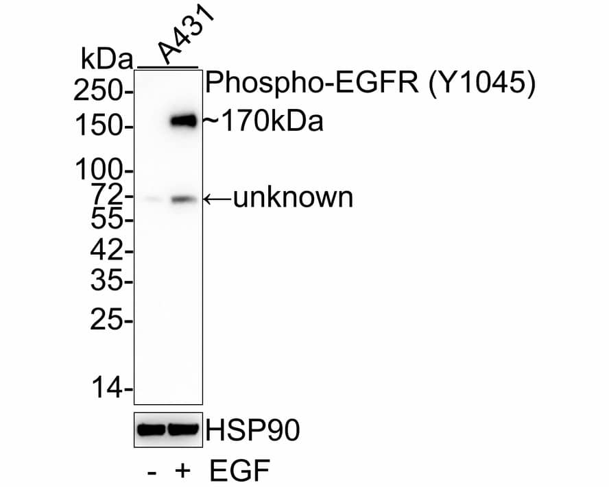 Western Blot: EGFR [p Tyr1045] Antibody (PSH03-28) [NBP3-32760] - Western blot analysis of EGFR on different lysates with Rabbit anti-EGFR antibody (NBP3-32760) at 1/1,000 dilution. Lane 1: A431 cell lysate Lane 2: A431 treated with 100ng/mL EGF for 30 minutes cell lysate Lysates/proteins at 30 ug/Lane. Predicted band size: 134 kDa Observed band size: 170 kDa Exposure time: 3 minutes 10 seconds; 4-20% SDS-PAGE gel. Proteins were transferred to a PVDF membrane and blocked with 5% NFDM/TBST for 1 hour at room temperature. The primary antibody (NBP3-32760) at 1/1,000 dilution was used in 5% NFDM/TBST at 4C overnight. Goat Anti-Rabbit IgG - HRP Secondary Antibody at 1/50,000 dilution was used for 1 hour at room temperature.