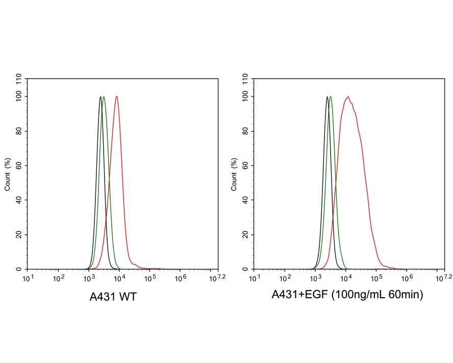 Flow Cytometry: EGFR [p Tyr1045] Antibody (PSH03-28) [NBP3-32760] - Flow cytometric analysis of A431 treated with or without 100ng/mL EGF for 60 minutes cells labeling EGFR. Cells were fixed and permeabilized. Then stained with the primary antibody (NBP3-32760, 1μg/mL) (red) compared with Rabbit IgG Isotype Control (green). After incubation of the primary antibody at +4℃ for an hour, the cells were stained with a iFluor™ 488 conjugate-Goat anti-Rabbit IgG Secondary antibody at 1/1,000 dilution for 30 minutes at +4℃. Unlabelled sample was used as a control (cells without incubation with primary antibody; black).