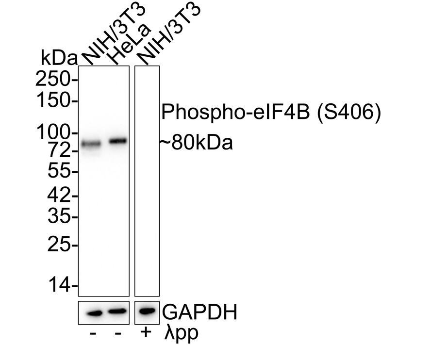 Western blot analysis on different lysates with NBP3-32762 at 1/2,000 dilution. Lane 1: NIH/3T3 cell lysate Lane 2: HeLa cell lysate Lane 3: NIH/3T3 treated  lambda pp for 1 hour cell lysate Lysates/proteins at 20 µg/Lane. Predicted band size: 69 kDa Observed band size: 80 kDa Exposure time: 45 seconds; 4-20% SDS-PAGE gel. Proteins were transferred to a PVDF membrane and blocked with 5% NFDM/TBST for 1 hour at room temperature. NBP3-32762 at 1/2,000 dilution was used in 5% NFDM/TBST at 4℃ overnight. Goat Anti-Rabbit IgG [HRP] Secondary Antibody at 1/50,000 dilution was used for 1 hour at room temperature.
