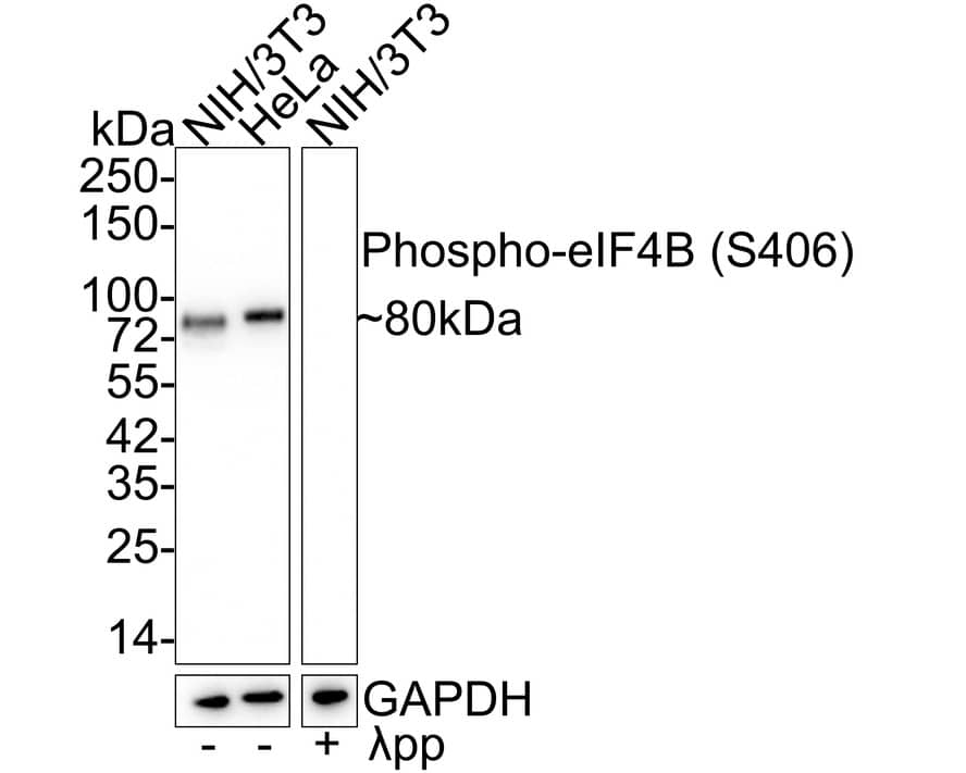 Western Blot: eIF4B [p Ser406] Antibody (JE58-32) [NBP3-32762] - Western blot analysis of eIF4B on different lysates with Rabbit anti-eIF4B antibody (NBP3-32762) at 1/2,000 dilution. Lane 1: NIH/3T3 cell lysate Lane 2: HeLa cell lysate Lane 3: NIH/3T3 treated  pp for 1 hour cell lysate Lysates/proteins at 20 ug/Lane. Predicted band size: 69 kDa Observed band size: 80 kDa Exposure time: 45 seconds; 4-20% SDS-PAGE gel. Proteins were transferred to a PVDF membrane and blocked with 5% NFDM/TBST for 1 hour at room temperature. The primary antibody (NBP3-32762) at 1/2,000 dilution was used in 5% NFDM/TBST at 4C overnight. Goat Anti-Rabbit IgG - HRP Secondary Antibody at 1/50,000 dilution was used for 1 hour at room temperature.