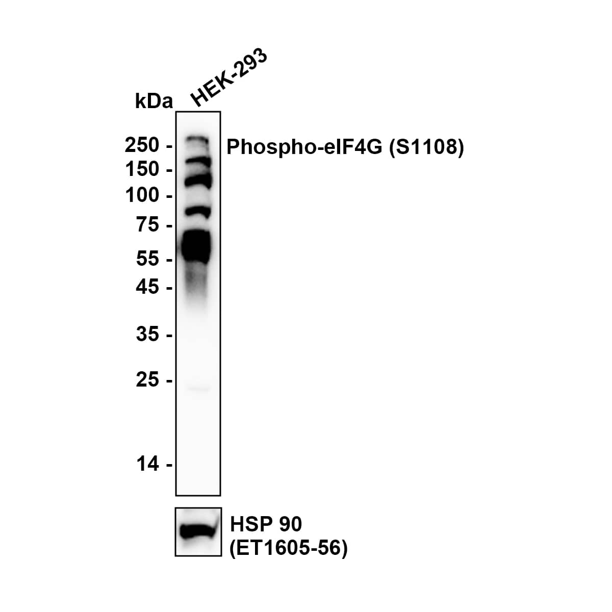Western blot analysis on different lysates with NBP3-32764 at 1/1,000 dilution. Lane 1: HEK-293 (Human embryonic kidney cell) cell lysate Lysates/proteins at 20 µg/Lane. Exposure time: 1 minutes Blocking: 5% NFDM/TBST, 1 hour at room temperature Primary antibody: NBP3-32764, 1/1,000 in 5% NFDM/TBST, overnight at 4 ℃ Secondary antibody: Goat Anti-Rabbit IgG [HRP] Secondary Antibody, 1/50,000 in 5% NFDM/TBST, 1 hour at room temperature Predicted band size: 175.5 kDa Observed band size: 250 kDa